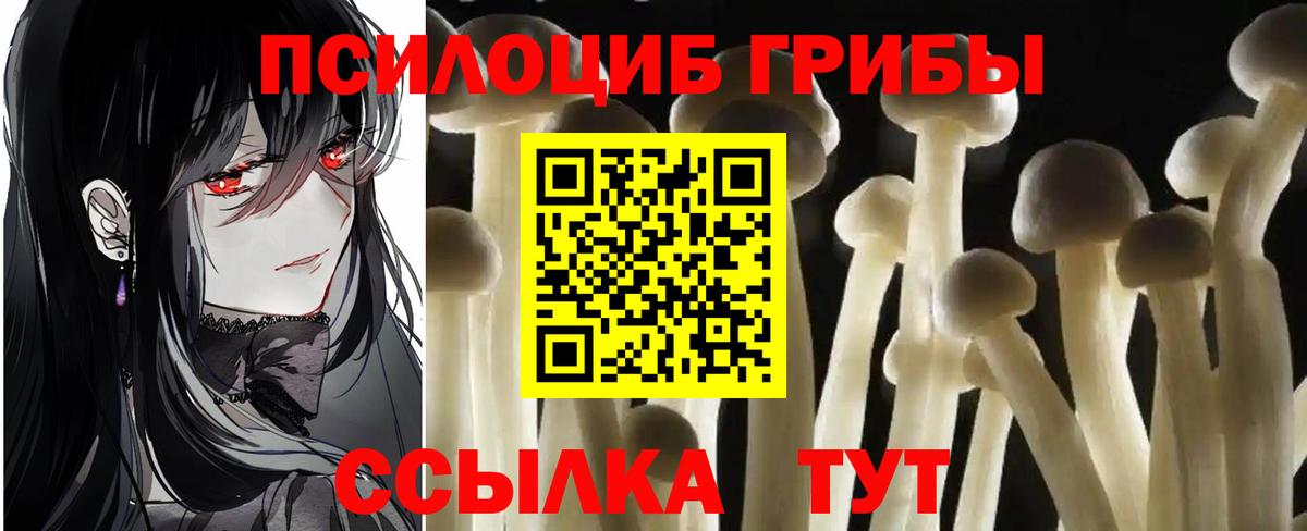 Галлюциногенные грибы Psilocybe Березники